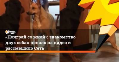 Поиграй со мной: знакомство двух собак попало на видео и рассмешило Сеть - mur.tv