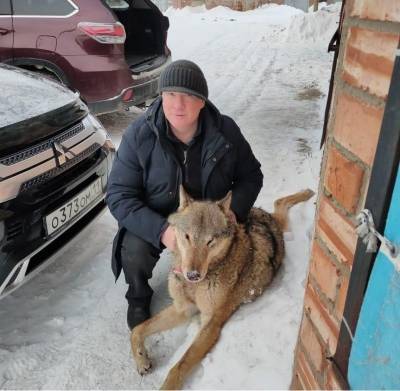 В Сосногорске водитель авто сбил волка - mur.tv - республика Коми - Сосногорск