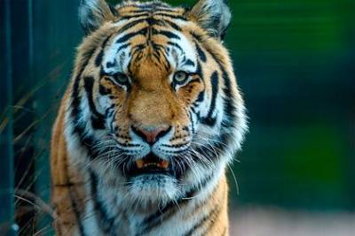 Две тигрицы убили смотрителя зоопарка и вырвались на свободу - mur.tv - Индонезия