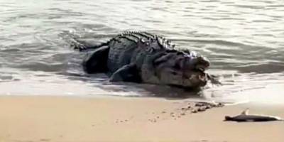 Зацените этого монстра: в Австралии огромный крокодил выполз на пляж и съел двух акул видео - mur.tv - Австралия