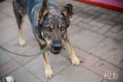 Парламент Кузбасса предложил штрафовать владельцев собак за нападение их питомцев на людей - mur.tv - Россия