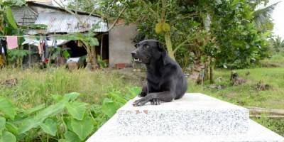 Невозможно смотреть без слез: собака три года охраняет могилу своего маленького друга - mur.tv - Вьетнам