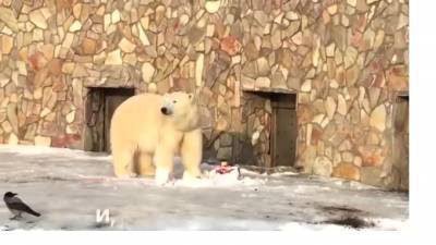 В Ленинградском зоопарке для медведицы Хаарчааны приготовили торт - mur.tv