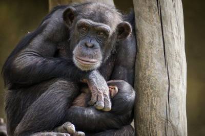 Ученые обнаружили бактерию, убивающую шимпанзе - mur.tv