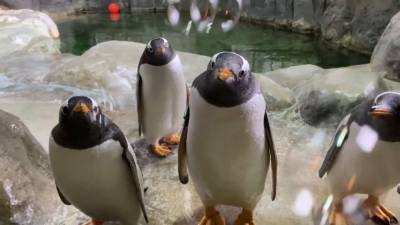 Необычную игру для пингвинов придумали в Московском зоопарке. - mur.tv - Германия
