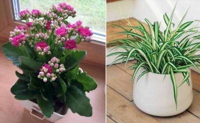 Какие растения стоит держать у себя на подоконнике, чтобы они и глаз радовали, и пользу приносили - milayaya.ru