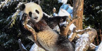 В Бельгии тоже снежно. И панды из местного зоопарка этому радуются фоторепортаж - mur.tv - Бельгия - Брюссель