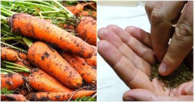 Морковь без прореживания: гарантированный урожай при минимуме ухода - lifehelper.one