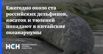 Ежегодно около ста российских дельфинов, косаток и тюленей попадают в китайские океанариумы - mur.tv - Россия