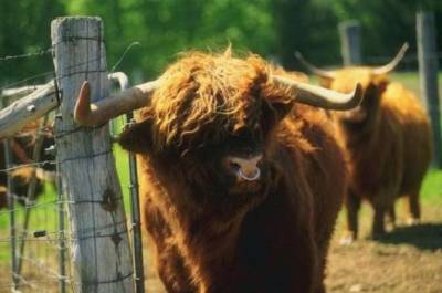 Зачем быку вставляют кольцо в нос, и почему корове не обойтись без дойки - chert-poberi.ru - Россия