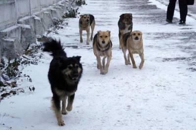 Бездомных собак из Анжеро-Судженска будут отправлять в Кемерово - mur.tv - Кемерово