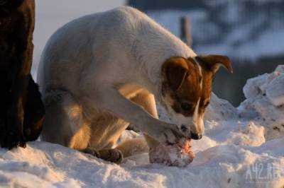Власти прокомментировали пост в соцсетях об убийстве собак на глазах детей в Кузбассе - mur.tv