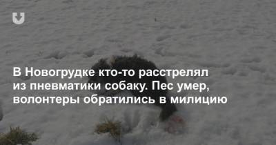 В Новогрудке кто-то расстрелял из пневматики собаку. Пес умер, волонтеры обратились в милицию - mur.tv