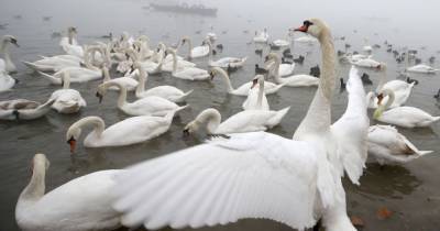 В природном парке Херсонской области массово гибнут лебеди: подозревают опасные заболевания - mur.tv - Херсонская обл.