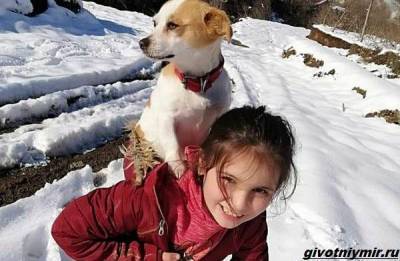 История о собаке, которую по снегу несла к ветеринару маленькая хозяйка - mur.tv