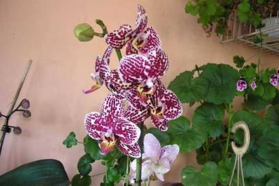 Красавицы орхидеи: посадка, уход, болезни - sadogorod.club