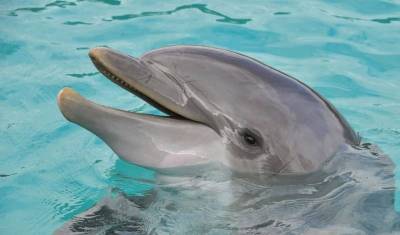 Светлана Бессараб - В Госдуме предложили запретить вылов дельфинов и косаток - mur.tv