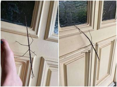 Женщина думала, что на ее двери палка, а это оказалось насекомое - mur.tv - Австралия
