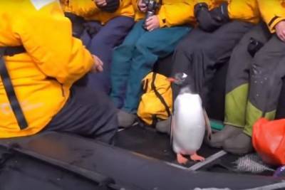 Пингвин спасся от косаток на лодке с туристами: видео - mur.tv - Антарктида