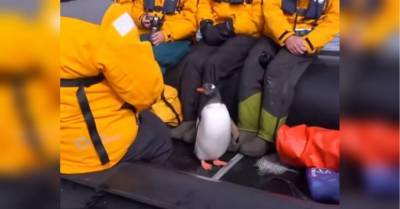 Спасаясь от косаток, умный пингвин запрыгнул в лодку к туристам и пересидел с ними опасность видео - mur.tv - Антарктида