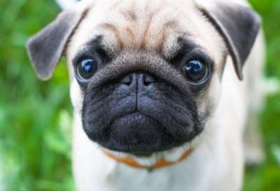 Хочу собаку с плоской мордочкой: милота или источник проблем? - mur.tv