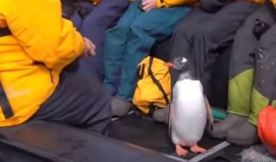 Пингвин спасся от касаток, запрыгнув в лодку к туристам – ВИДЕО - mur.tv