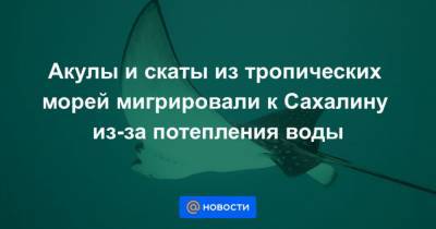 Акулы и скаты из тропических морей мигрировали к Сахалину из-за потепления воды - mur.tv - Россия - Томск