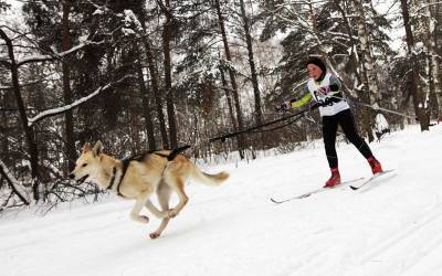 Покататься на лыжах с собакой: что нужно знать о занятиях скиджорингом - mur.tv