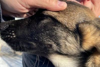 Не в порядке с психикой: спасенного в Пскове щенка не собираются возвращать владельцу - mur.tv - Псков
