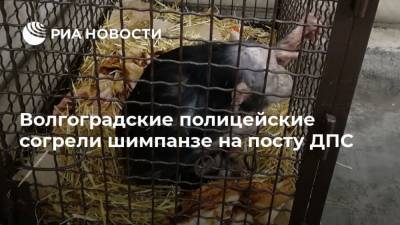 Волгоградские полицейские согрели шимпанзе на посту ДПС - mur.tv - Москва - Волгоград - Астрахань