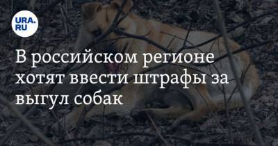 В российском регионе хотят ввести штрафы за выгул собак - mur.tv - Московская обл.