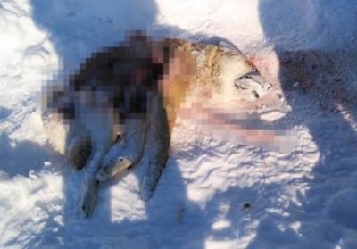 СМИ: В Сыктывкаре жертвой волка стала хаски - mur.tv - республика Коми - Сыктывкар