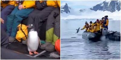 Спасаясь от косатки, пингвин запрыгнул в лодку к людям - mur.tv - Антарктида