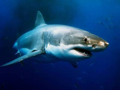 Что мы знаем про акул? - lifehelper.one