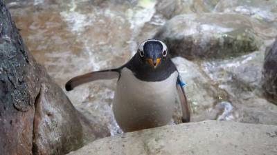 Спасавшийся от косаток пингвин запрыгнул в лодку к туристам - mur.tv