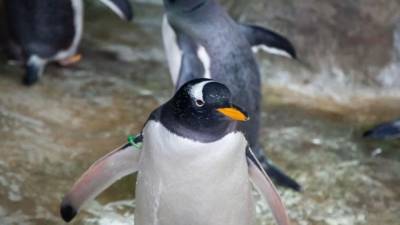 Пингвин запрыгнул в лодку к туристам ради спасения от стаи голодных косаток в Антарктиде - mur.tv - Антарктида