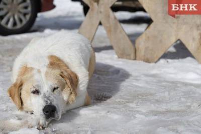 В Ижемском районе нашли подрядчика для отлова безнадзорных собак - mur.tv - район Ижемский