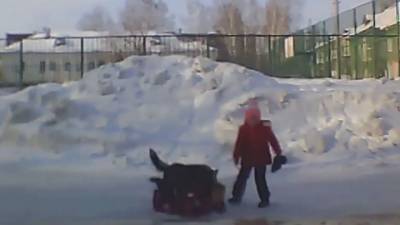 Видео из Сети. В Новосибирске возбуждено уголовное дело после нападения собаки на девочку - mur.tv - Новосибирск