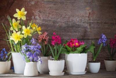Советы: как сохранить подаренные на 8 марта горшечные цветы в домашних условиях - sadogorod.club