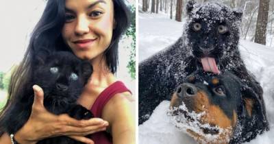 Чёрную пантеру выкупили из зоопарка. Теперь она живёт в Сибири, бегает по снегу и дружит с ротвейлером - mur.tv