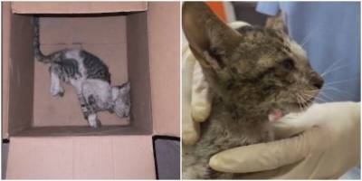 Девушка обнаружила в коробке котёнка, который стоял на пороге смерти - mur.tv - Эмираты