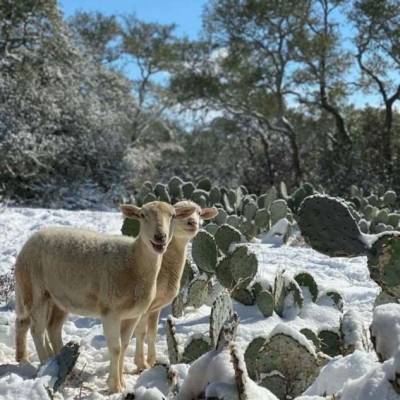 В Техасе самая холодная погода за последние 30 лет - chert-poberi.ru - Сша - штат Техас