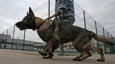 Петербургские кинологи тренируют собак находить расчлененные тела - mur.tv - Санкт-Петербург
