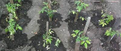 Подкормка и раскисление почвы для томата - sadogorod.club