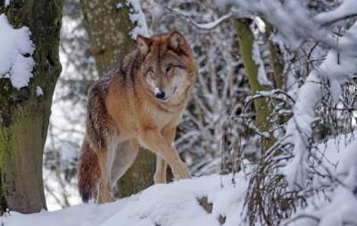 В Кузбассе волки напали на домашний скот - mur.tv - район Таштагольский