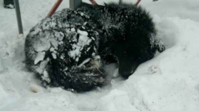В Уфе избитая собака умирает на морозе - mur.tv - Уфа