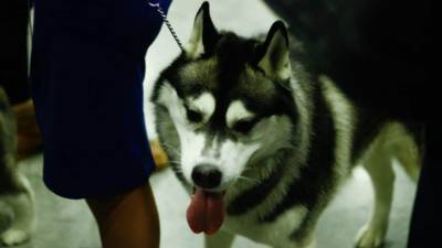 Кинологи обучат собак новым технологиям поиска трупов в Петербурге - mur.tv - Россия - Санкт-Петербург