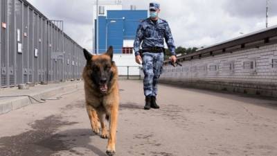 Петербургские кинологи обучат собак искать расчлененные тела - mur.tv - Россия - Санкт-Петербург