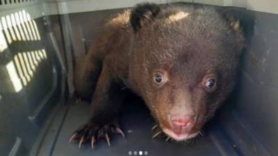 В Приморском крае у дороги найден медвежонок - mur.tv - Россия - Владивосток - Приморье край
