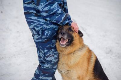 В Петербурге полицейских собак научат находить расчлененные тела разной степени разложения - mur.tv - Санкт-Петербург